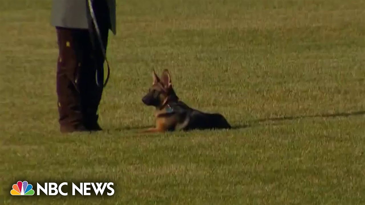 Biden's dog Commander bites Secret Service officer
