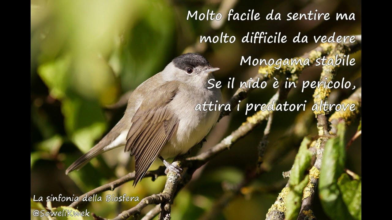 (La sinfonia della Biosfera) - Capinera
