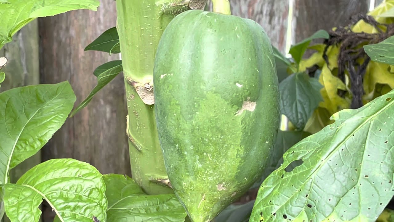 Growing Papaya (Tropical pawpaw) in the USA (zone 9) 2021