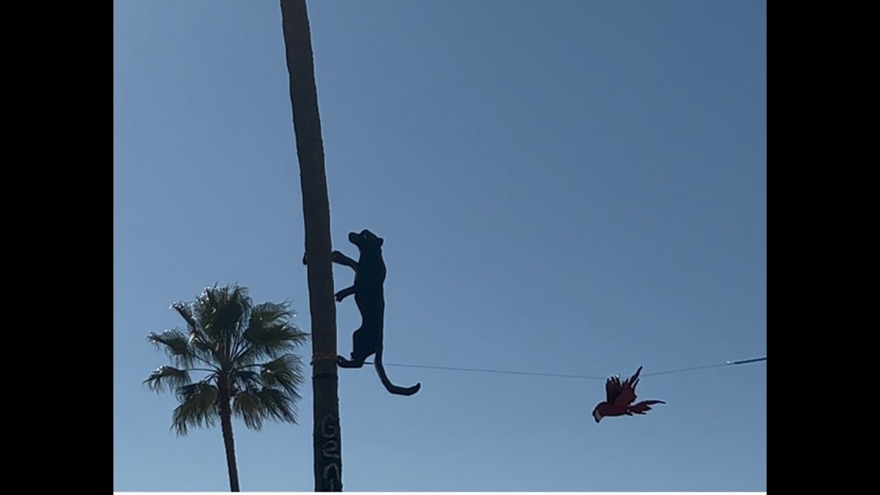 The Board Walk Venice Beach🌴🌴🌴🌴Los Angeles, CA
