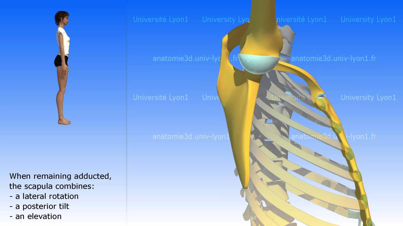 The movements of the scapula