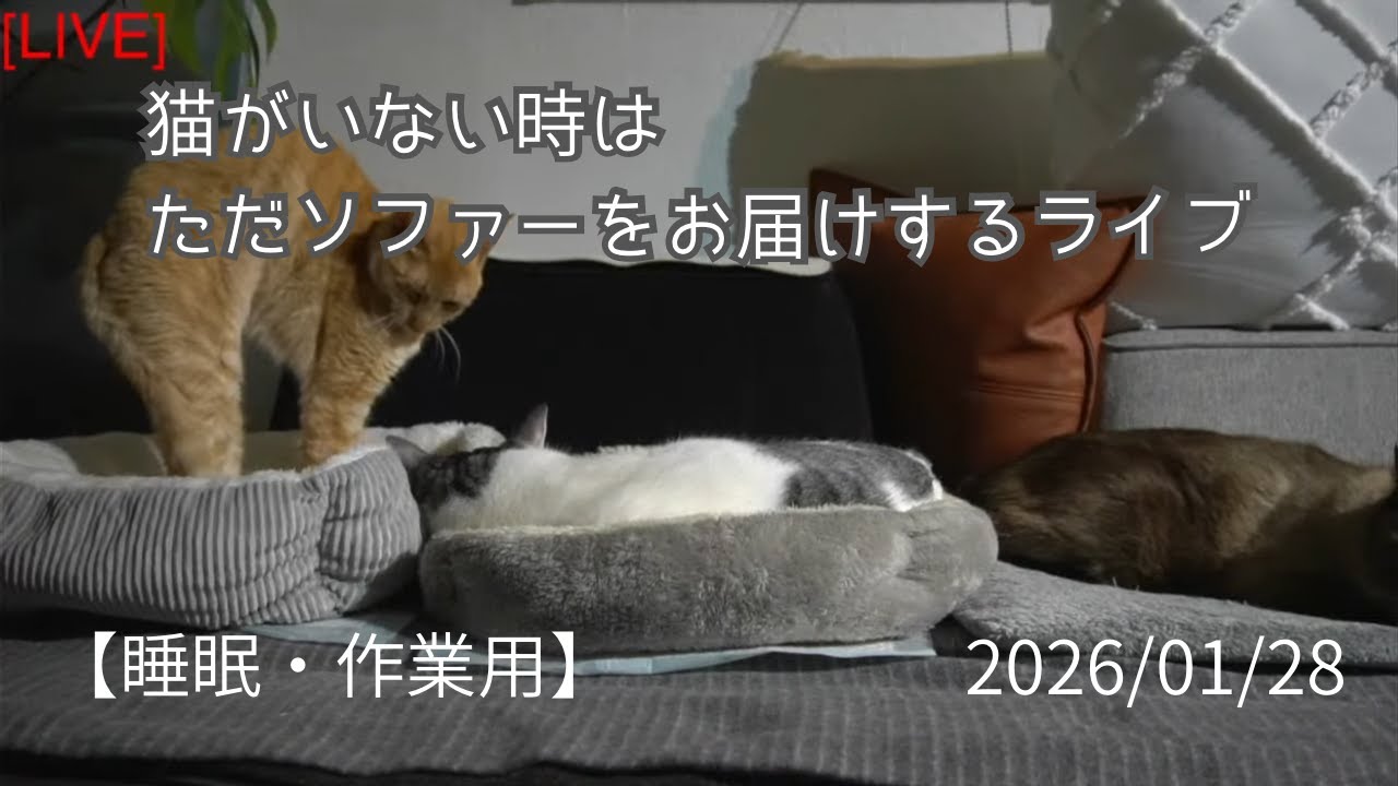 Relaxing Cat Live Stream 🐾 (猫の定点ライブ / 睡眠・作業用)