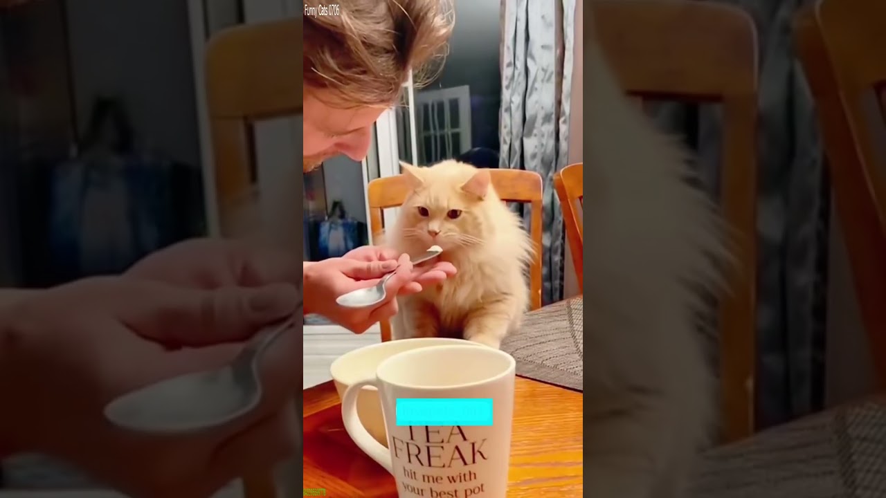 Funniest Cat 😅 New Funny Cats 2024 😻 # 