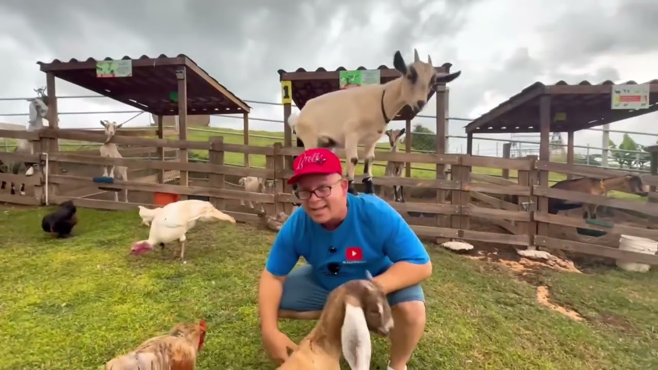 📍 Mi Granjita Familiar en Quebradillas 🇵🇷