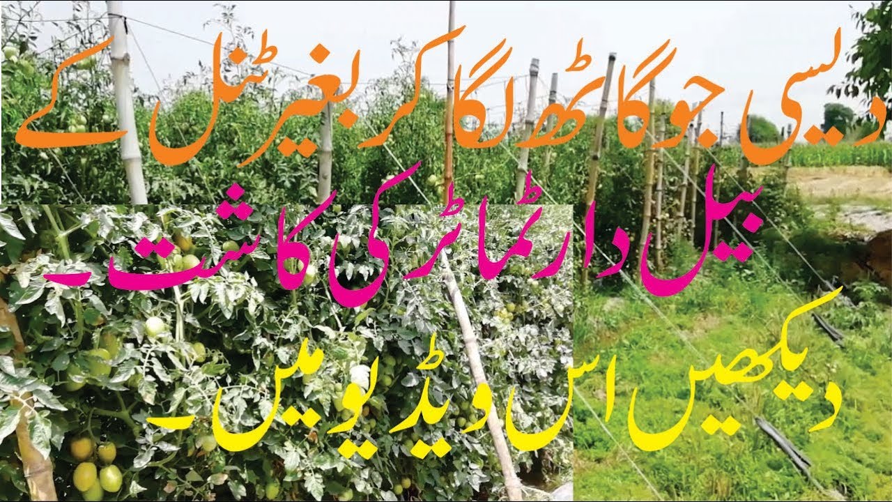 HOW TO GROW TOMATO FROM SEED | COMPLETE PROCEDURE | URDU | HINDI