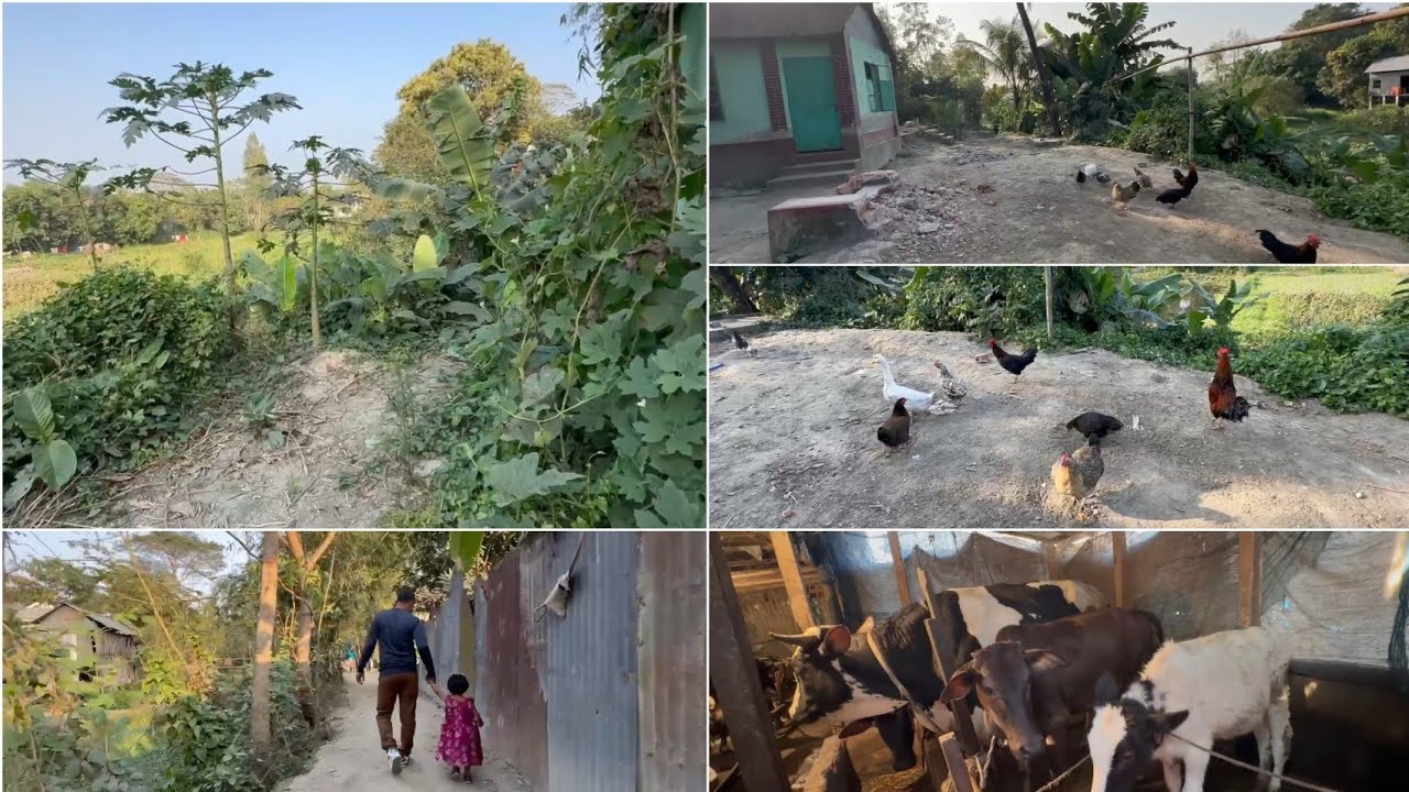 বিক্রমপুরে খালার  বাড়িতে গেলাম খালাতো ভাইয়ে গরু খামার দেখে আসলাম