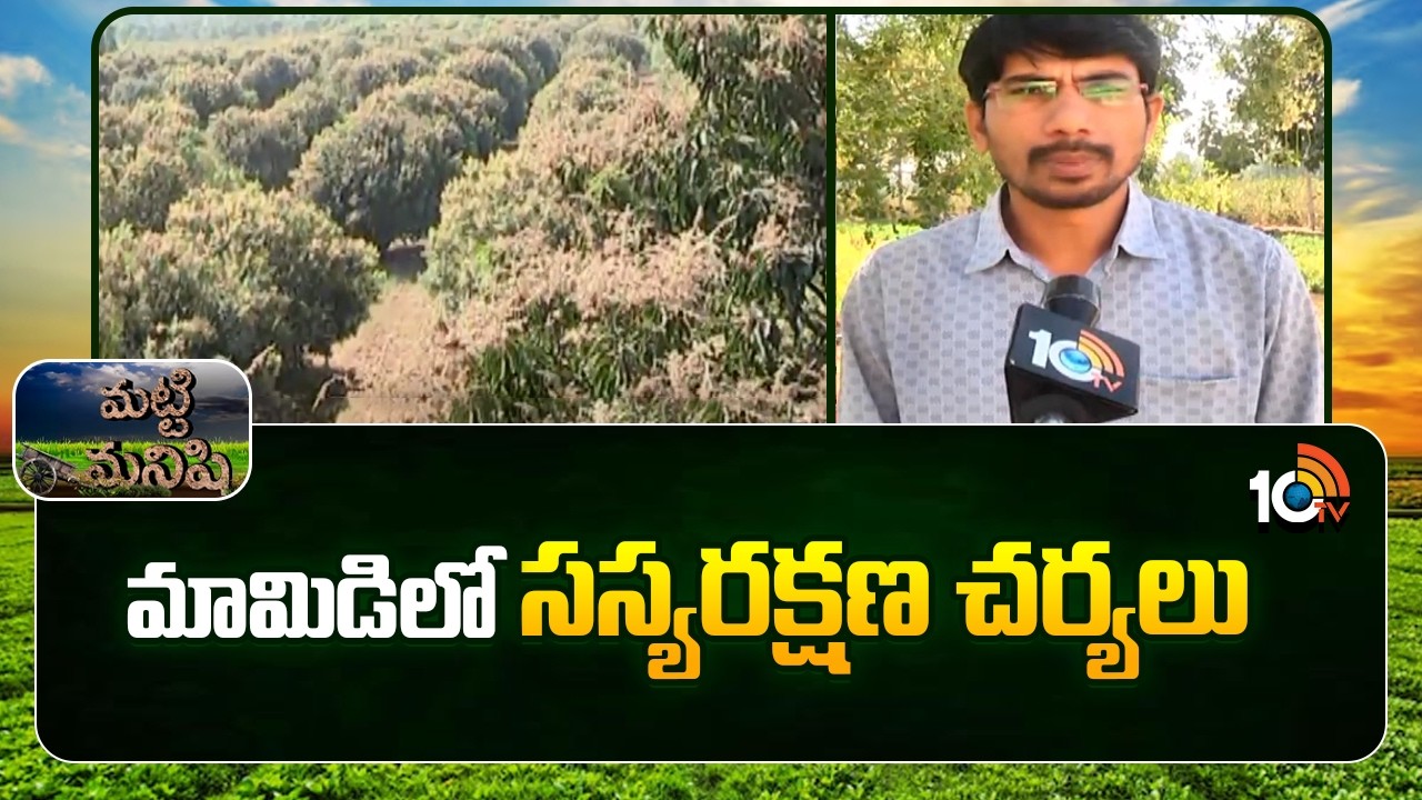 Crop protection measures in mango | మామిడిలో సస్యరక్షణ చర్యలు | Matti Manishi | 10TV News