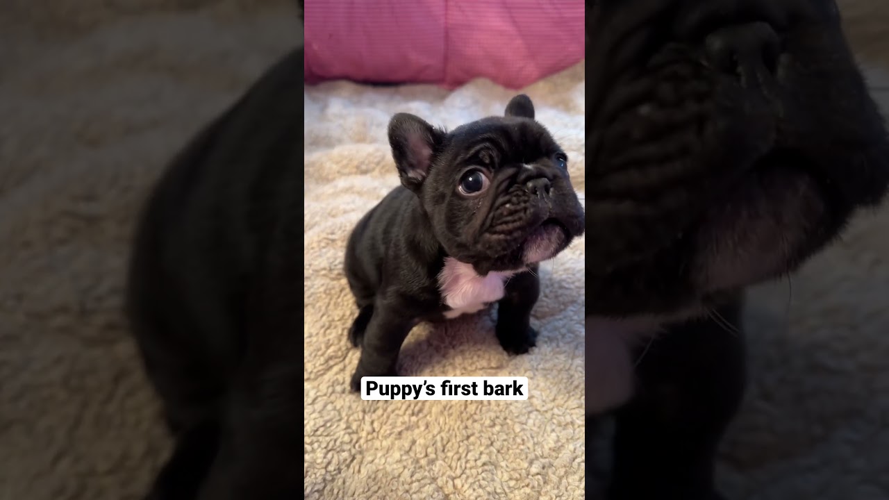 Adorable Frenchie Puppy's First Squeaky Barks