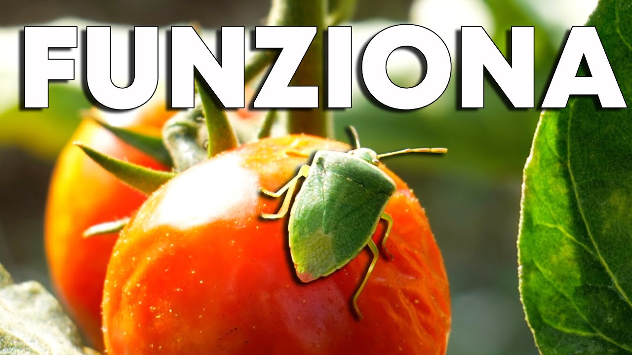 TRATTAMENTO per ELIMINARE le CIMICI dall'orto