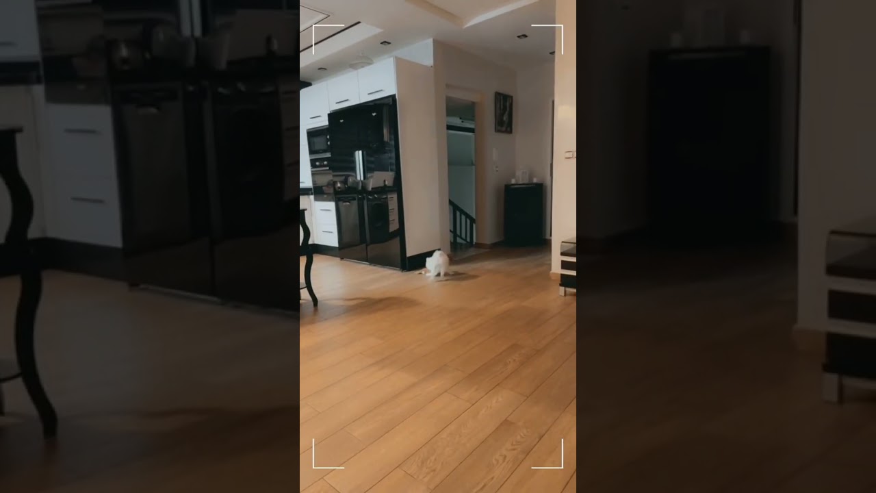 pomeranian spitz nain ❤️🥰😍❤️❤️❤️❤️❤️😍🥰 