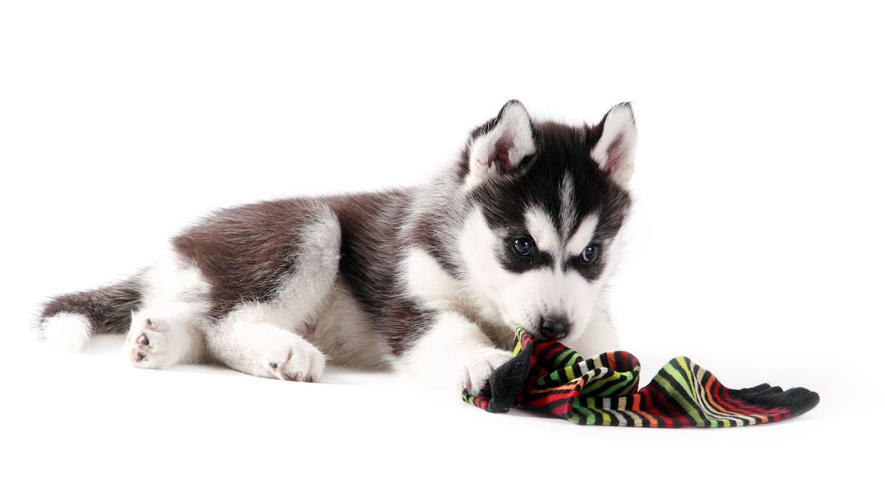 Teach Your Puppy to Leave Things Alone | Puppy Care