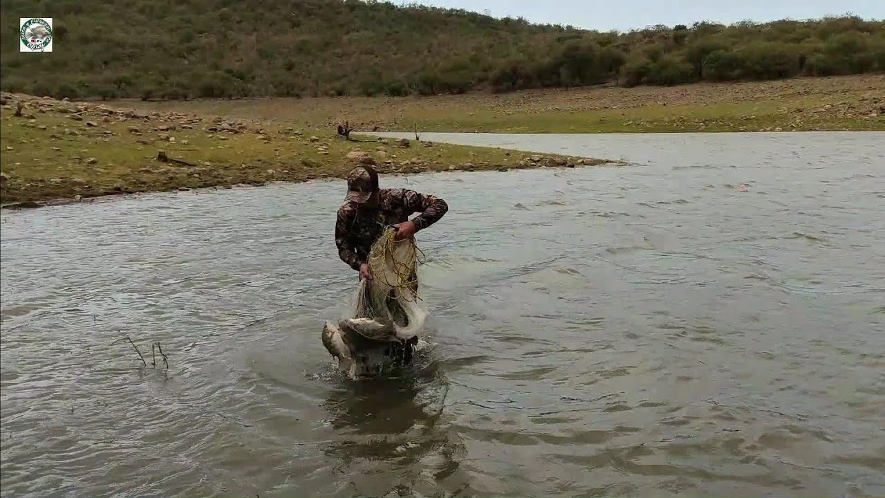 Tilapias monstruo en esta gran laguna