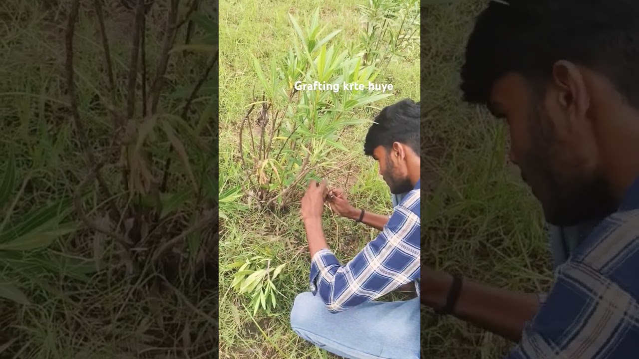 Vinear grafting //#agriculture #funny #farming #vlog #garfting