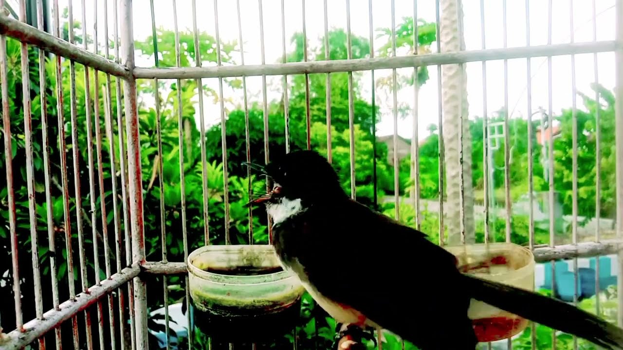 Masteran burung sikatan kipas super gacor COCOK buat pancingan SIKATAN KIPAS bahan agar bunyi