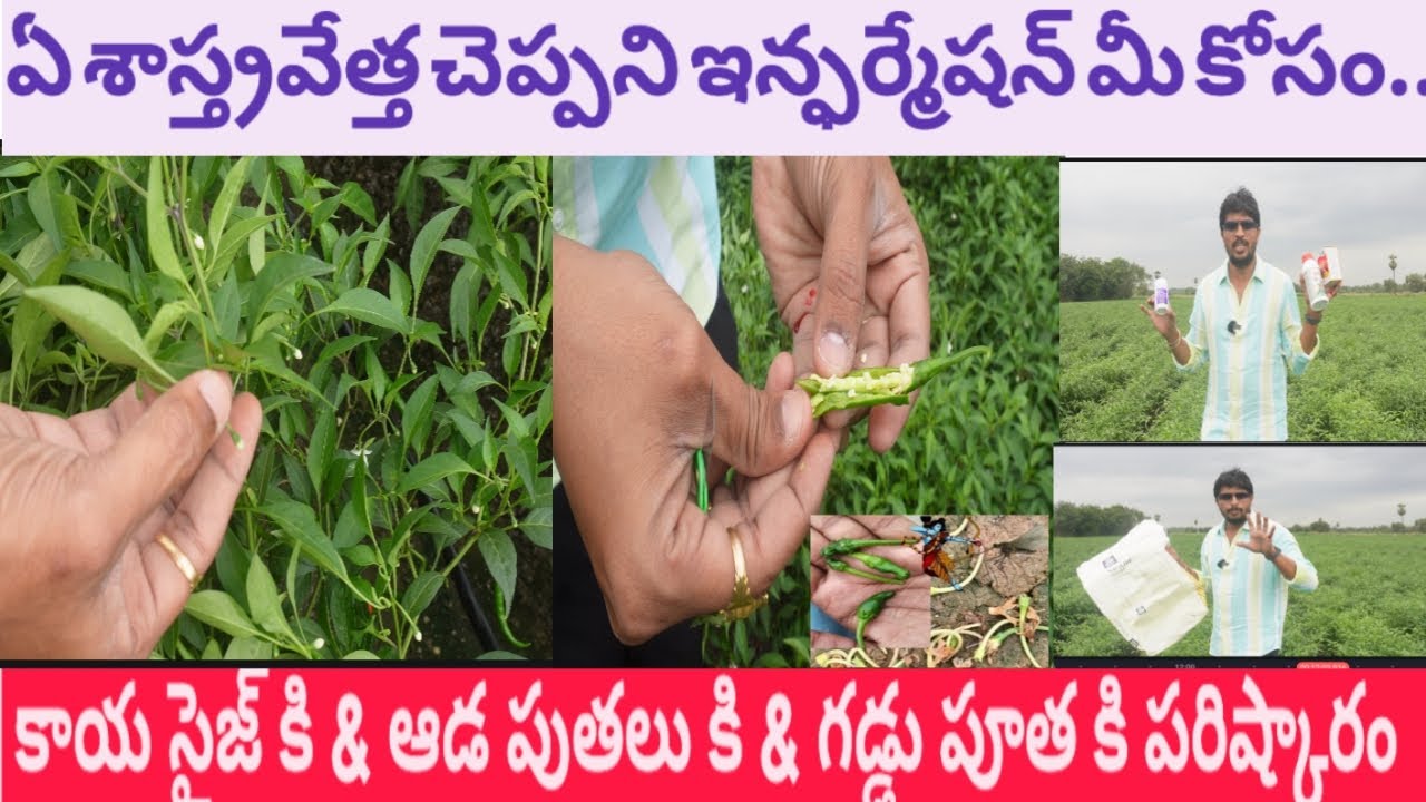 #మిరప