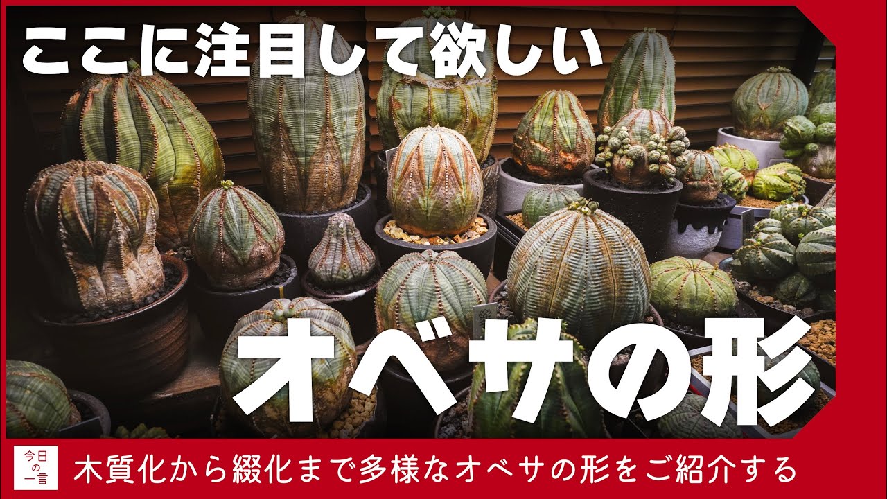 オベサの形はここを見よう【アガベ・塊根・多肉】
