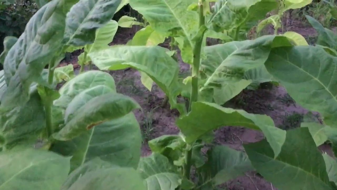 Cuban Criollo 98.  По сортам табака у Сан Саныча.   03.07.24