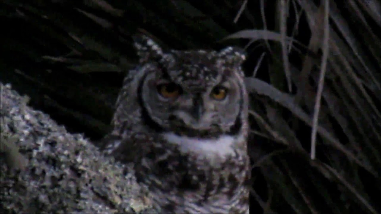 Spotted Eagle-owl male calling