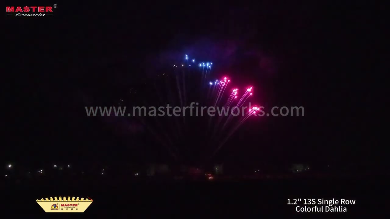 1..2‘’ 13S Single Row - Colorful Dahlia #fireworks