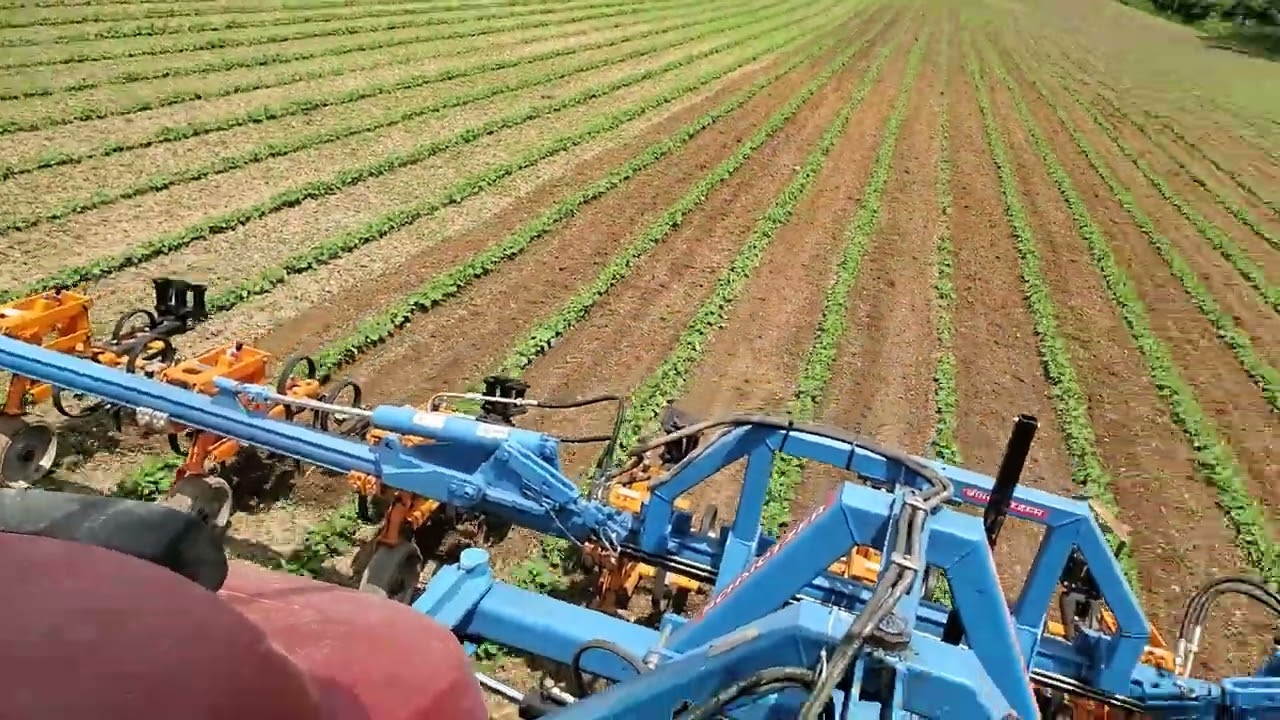 Cultivating Beans With A Schmotzer Camera System
