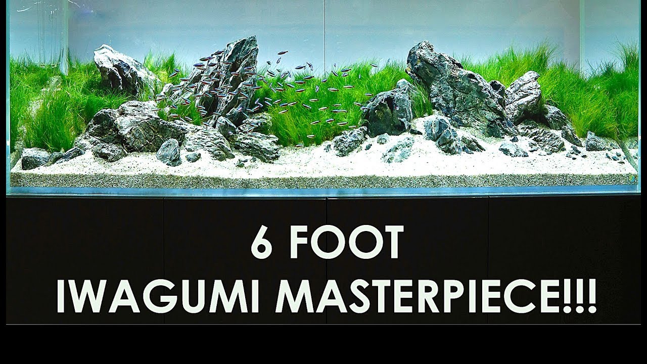 THE BEST 6 FOOT AQUASCAPE I'VE EVER CREATED!!