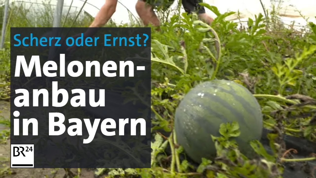 Kann das sein? Melonen, geerntet in Bayern | Abendschau | BR24