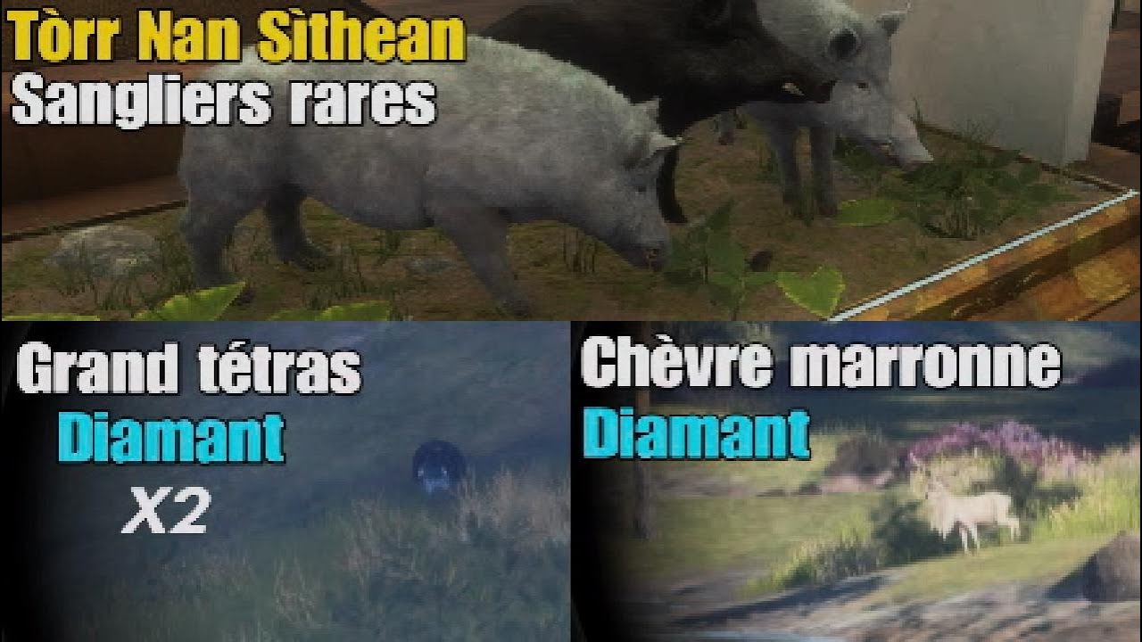 Des Sangliers rares et des diamants sur Tòrr Nan Sìthean ! - The Hunter call of the wild