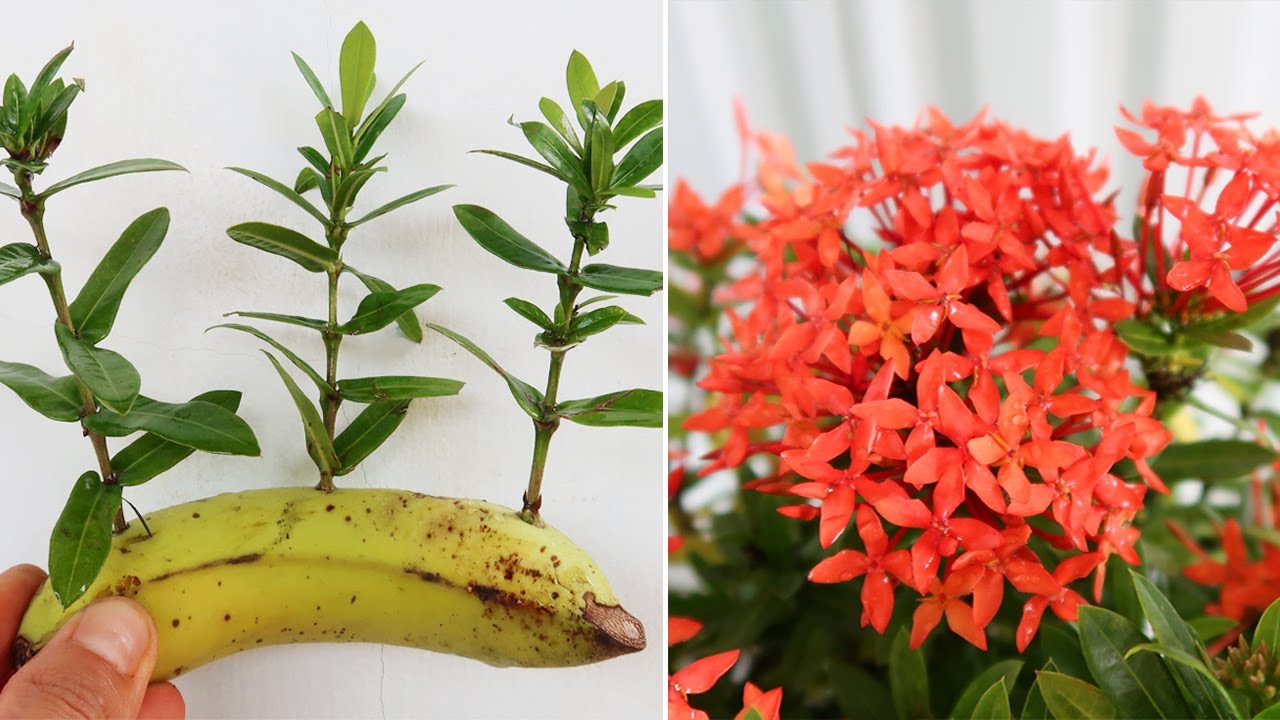 How to propagate peonies with bananas for beginners