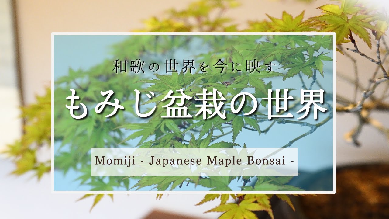 若葉萌ゆる季節～もみじという盆栽に見る日本の心～