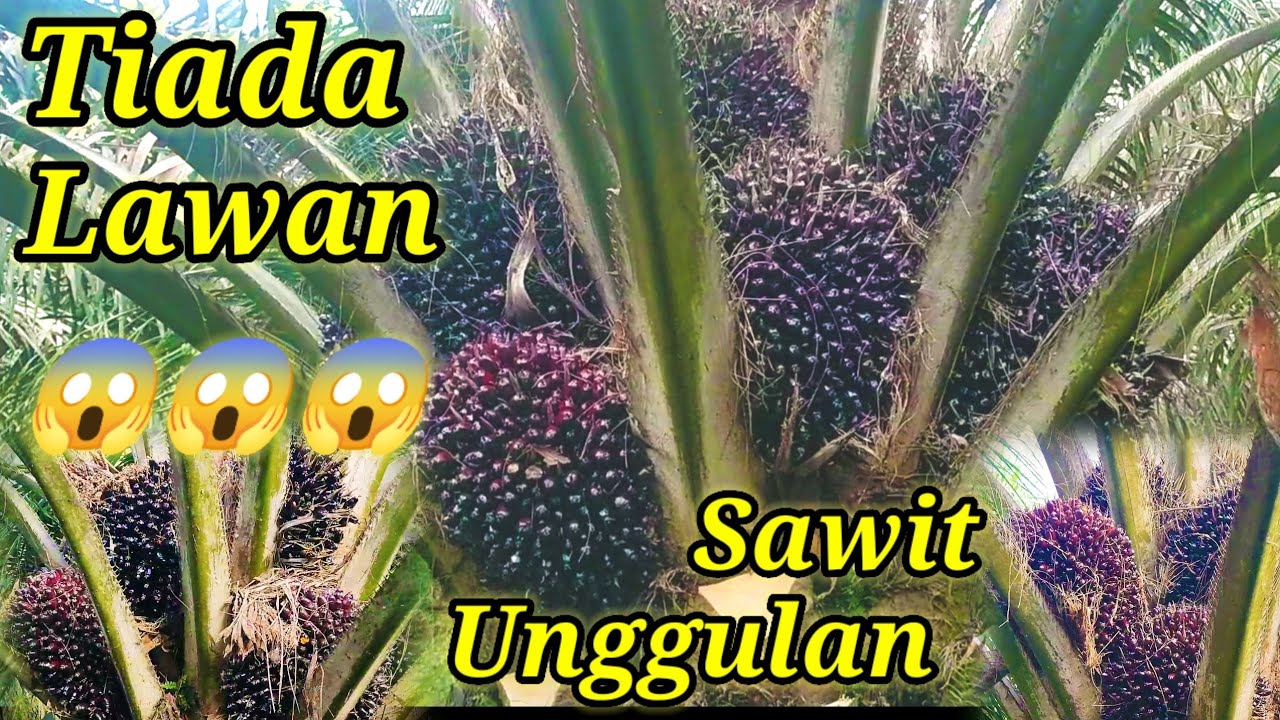 TIADA LAWAN 😱😱😱 Panen Sawit ter unggul || bibit sawit variates TN 1 @lautansawit