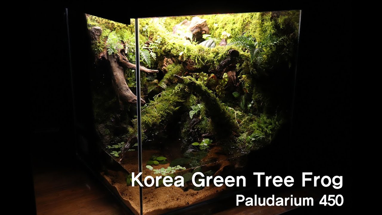 '숲 속의 음지' 청개구리 팔루다리움 | A Shady Spot In The Forest | Korea Green Tree Frog Paludairum | 450 Cube