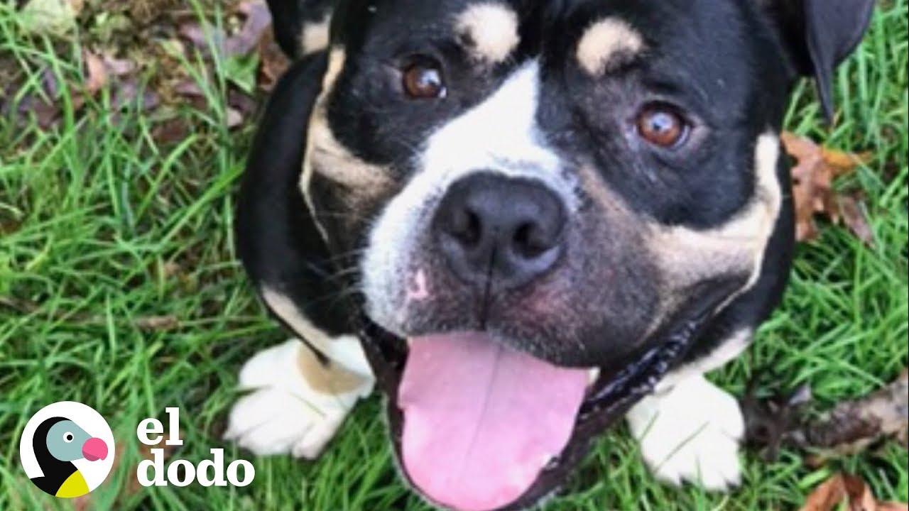 Este pit bull va de la agresión al amor | El Dodo