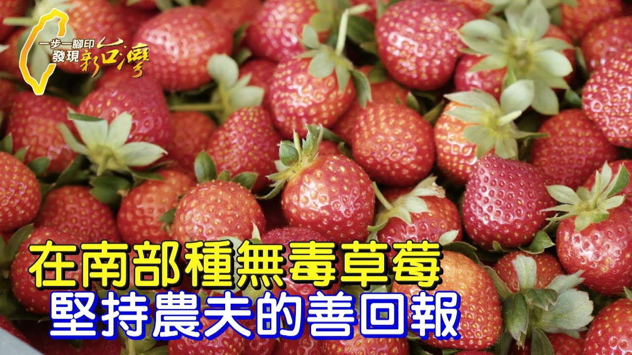 【嘉義】不敢昧良心賣農藥殘留水果 草莓農刻苦轉型善待土地 在南部種出香甜成果∣一步一腳印【鑽研無毒草莓善回報】20240407