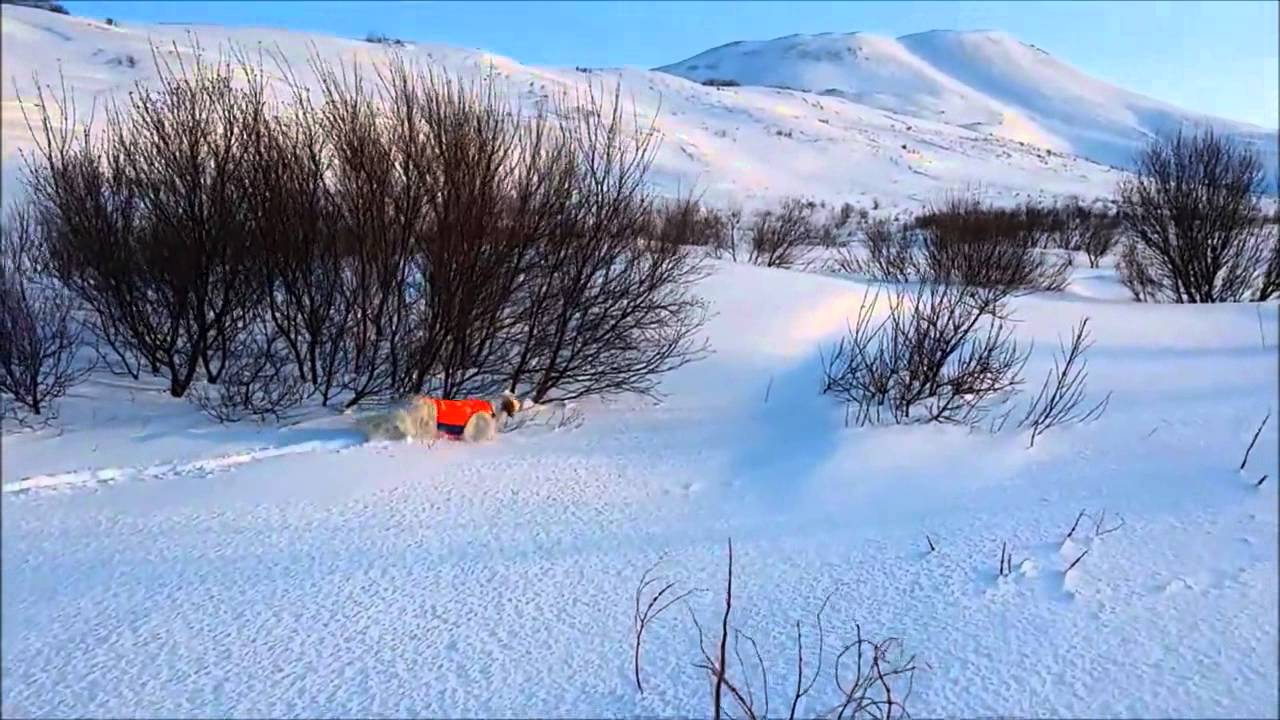 Английский сеттер. Работа по куропатке по снегу.