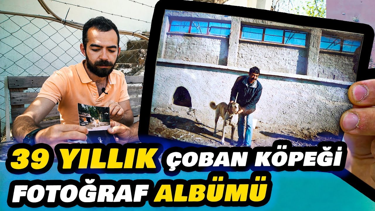 PARAYLA SATIN ALINAMAYACAK FOTOĞRAF ALBÜMÜ! | 1983 YILINDAN KALMA ÇOBAN KÖPEĞİ FOTOĞRAFLARI