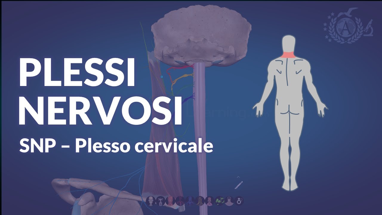 SNP - PLESSI NERVOSI: Plesso cervicale - Neuroanatomia