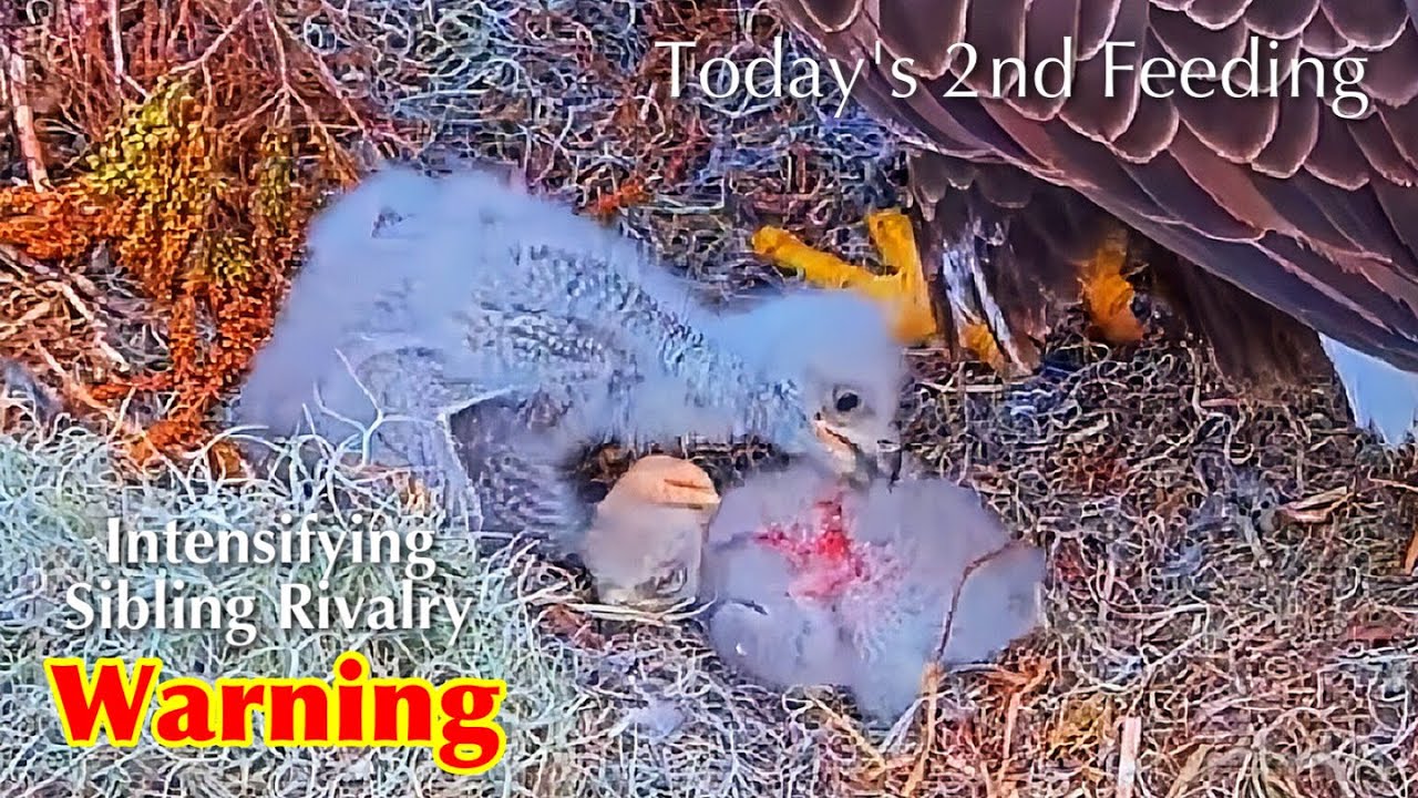 #47🦅🐥13°🐥8°／Winter Park Eagle Nest 2026／Against All Odds:One-Eyed Mom Eagle／by Winter Park Eagle Cam