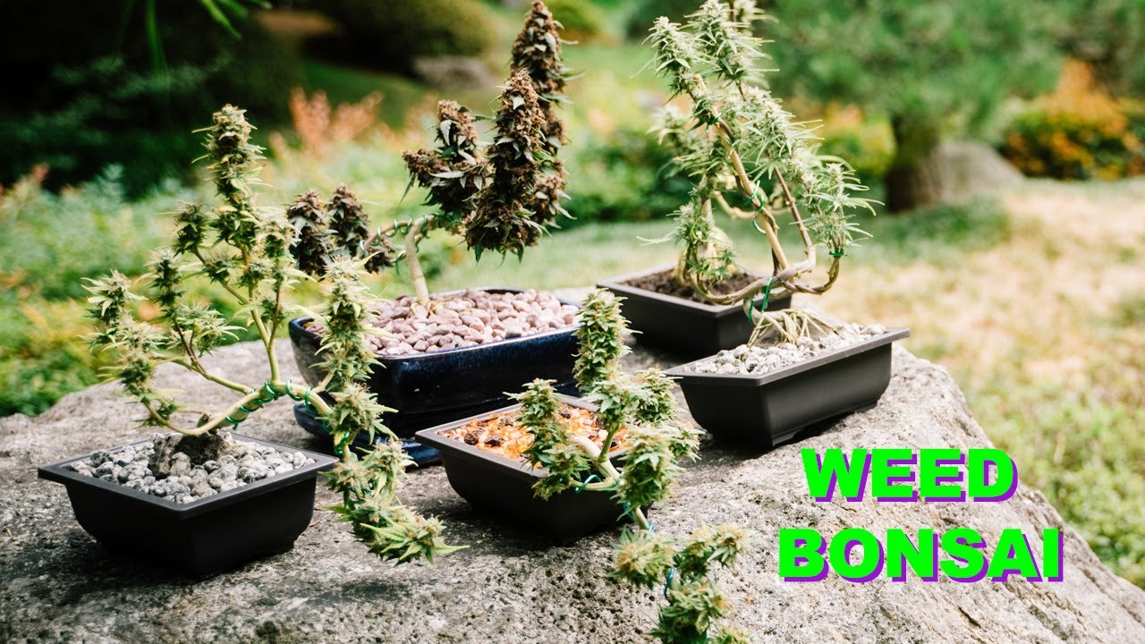 Weed Bonsai Guide Video(step-by-step) #cannabonsai