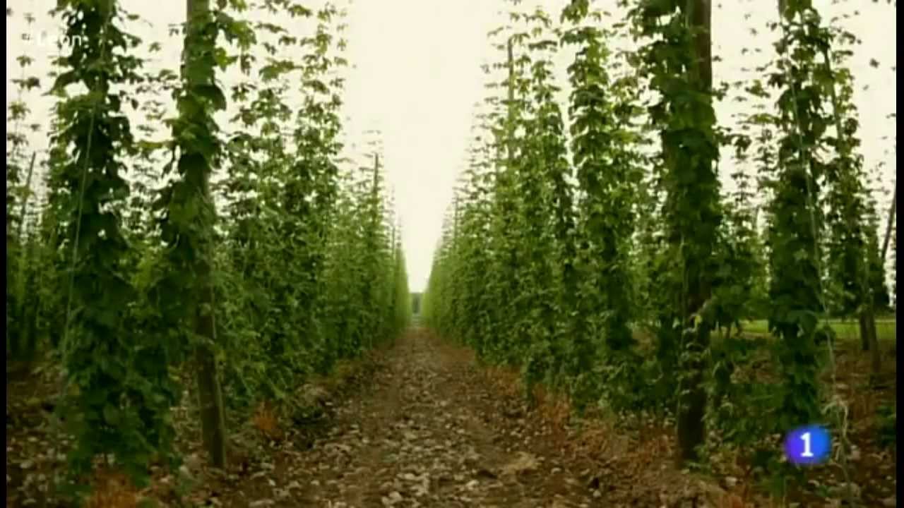 Plantación de lúpulo en León