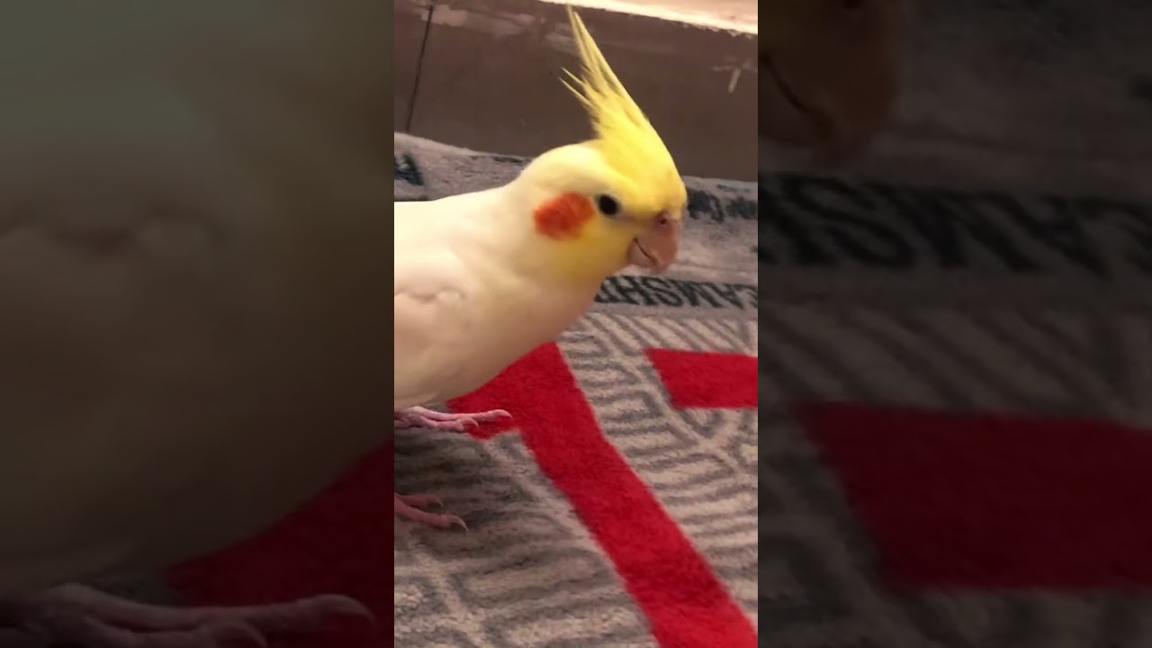 #cockatiel #birds #talkingparot #parrot #cute #shorts