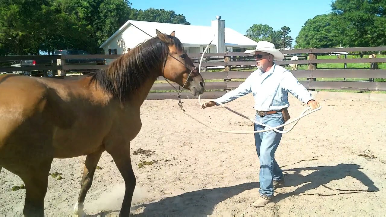Kill Pen Mustang  Part 2 Preparing for the First Saddling