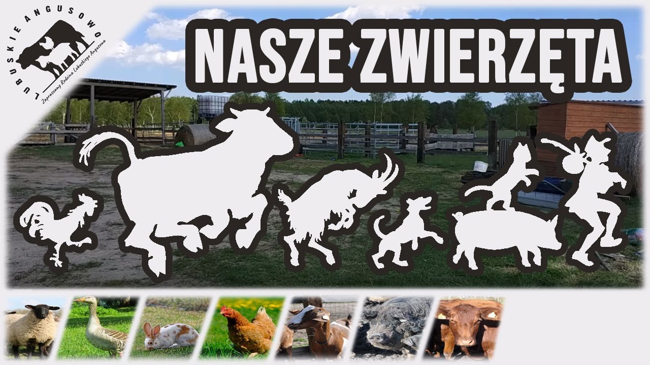 Lubuskie Angusowo - Nasze zwierzęta
