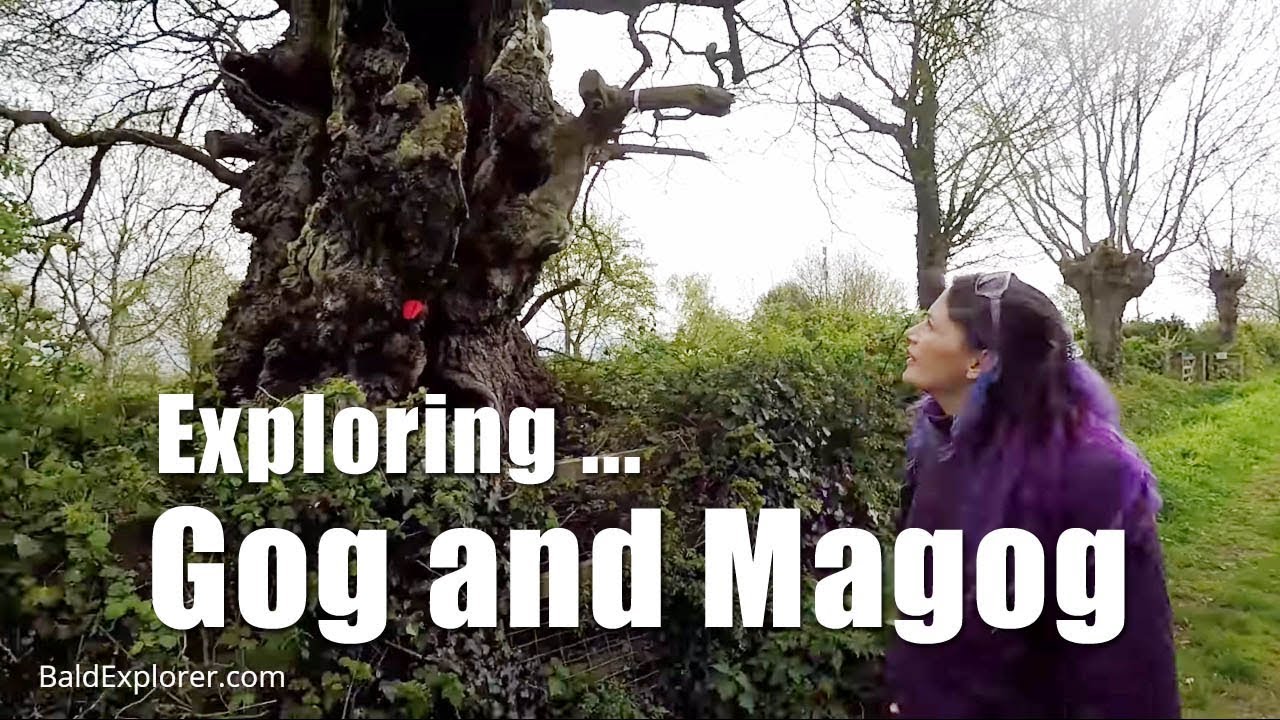 Walks in Somerset: In Search of the Oaks of Avalon, Glastonbury