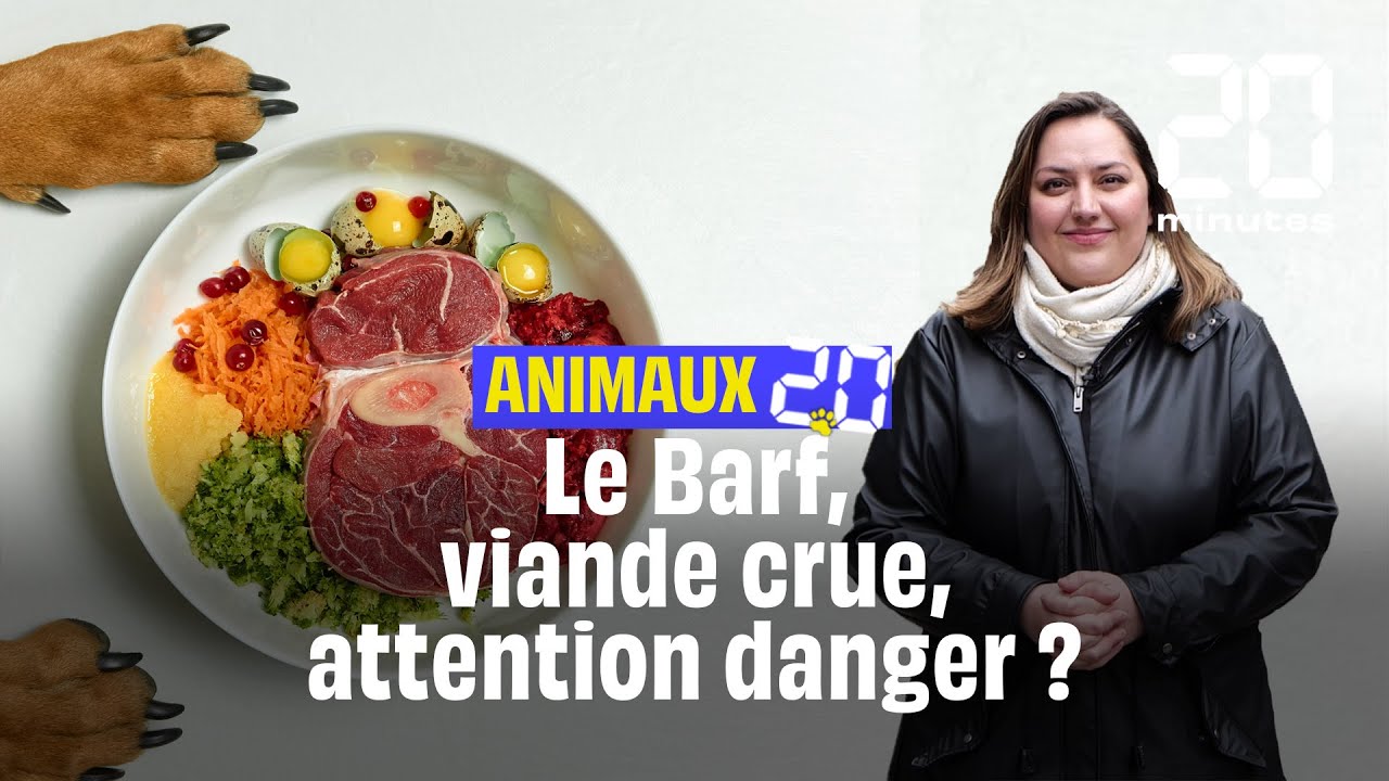 Barf, donner de la viande crue à son animal, quels dangers ? #Animaux20