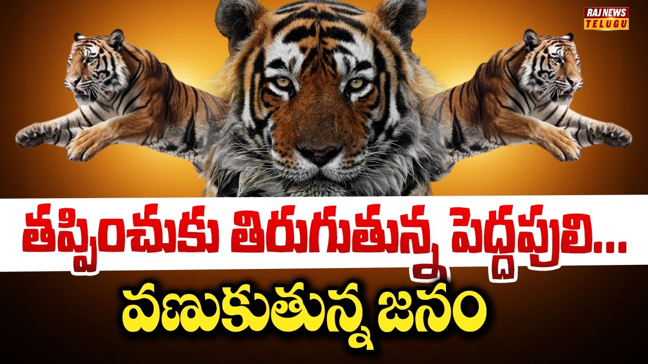తప్పించుకు తిరుగుతున్న పెద్దపులి... వణుకుతున్న జనం || Tiger Tension in Kakinada - Raj News
