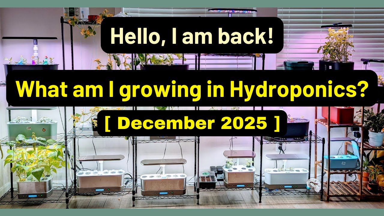 Что я выращиваю | Декабрь 2025 | Aerogarden iDoo LetPot Spider Farmer AHopeGarden RainPoint Mufga
