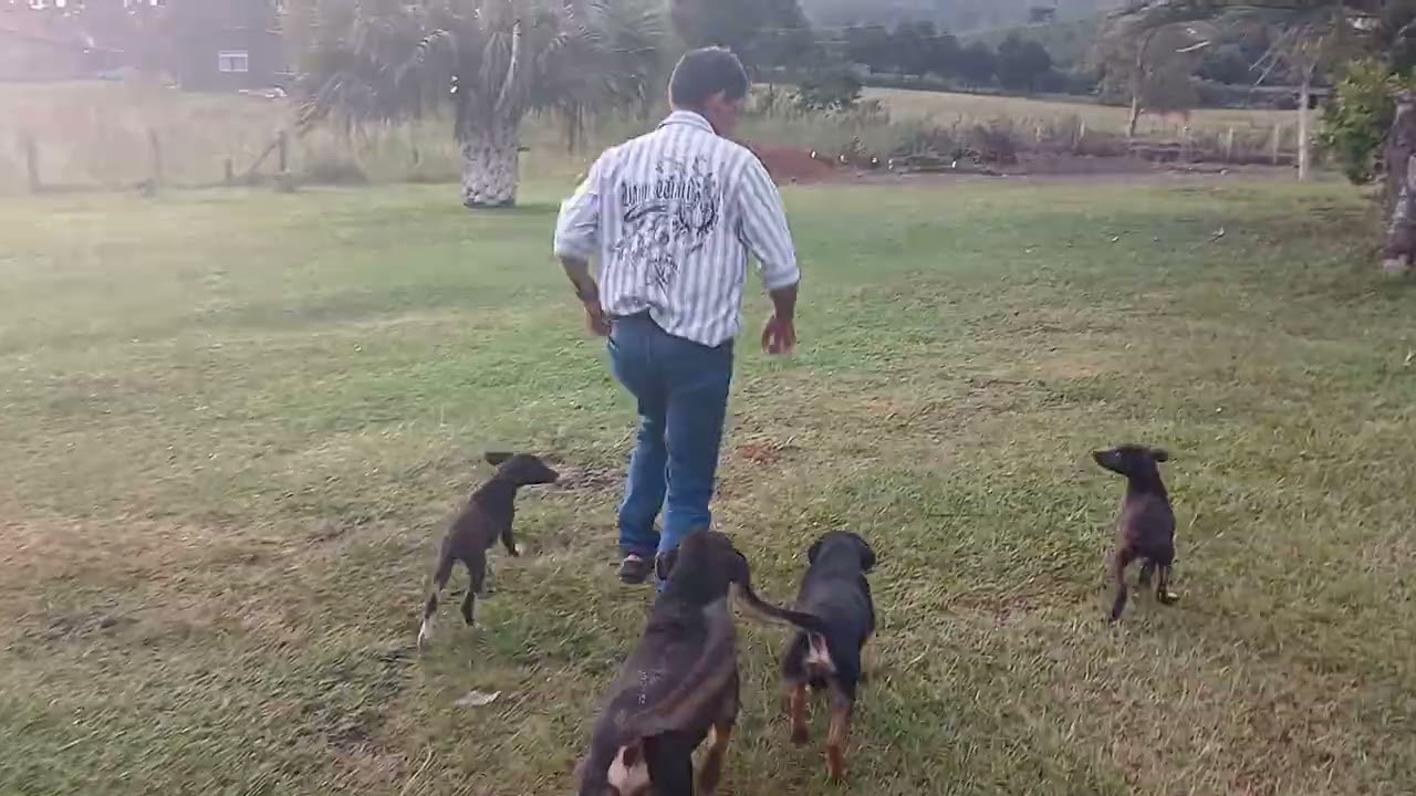 Mostrando os porcos do miguel  no serrado    omem do salão rancho da alegria  