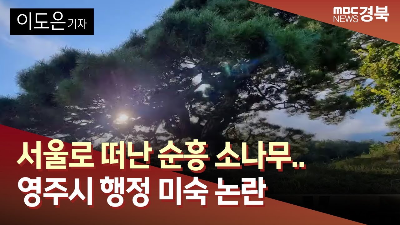 [R]서울로 떠난 순흥 소나무..영주시 행정 미숙 논란 / 안동MBC