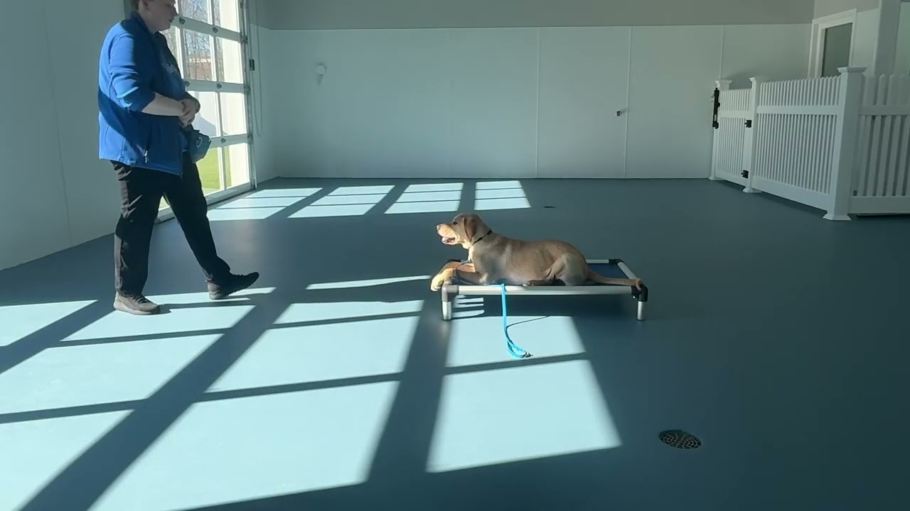 Junior- Working on off, sit, down, leash walking, place, come, look, and gentle