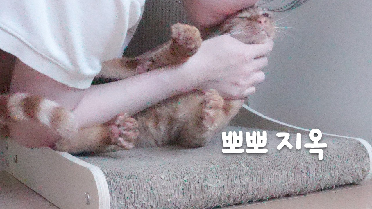 여집사가 라미를 예뻐하면 생기는 일